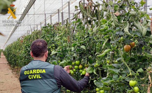 Detenido por el robo de más de 150 kilos de tomate de invernaderos de El Ejido y La Mojonera