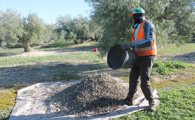 «La pandemia está suponiendo un motor revelador para todo el sector primario»