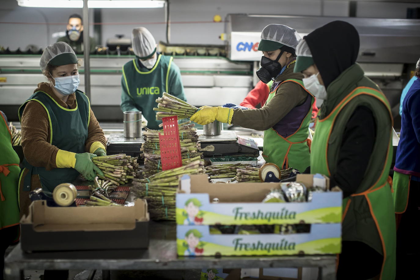 Los 18.000 trabajadores del espárrago sostienen el empleo en veinte pueblos granadinos hasta junio