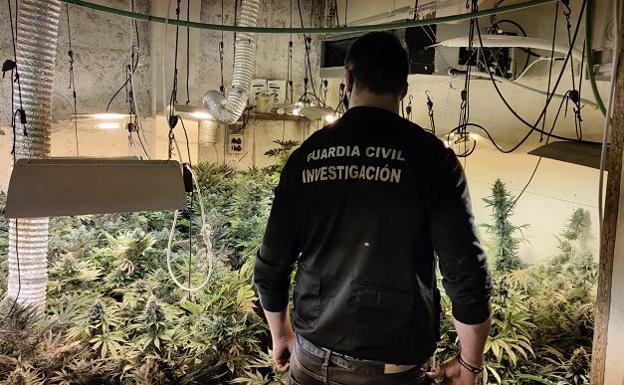 Intervenidas en Granada 1298 plantas de marihuana en dos operaciones