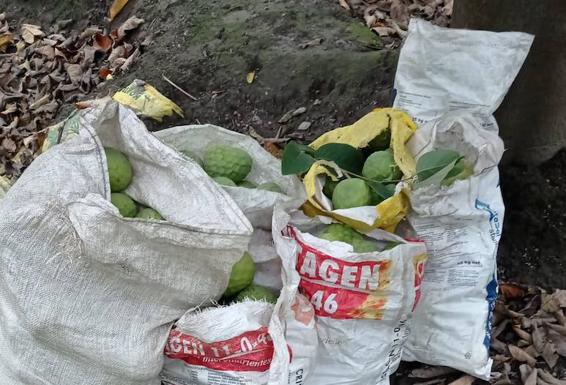 Le pillan dos veces en el mismo día robando chirimoyos en fincas de Almuñécar