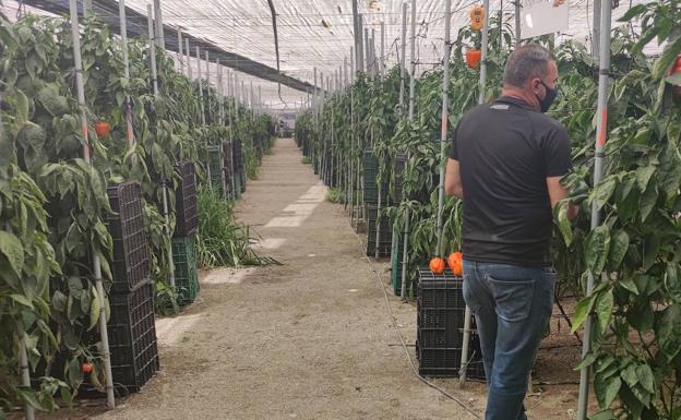 Las hortalizas de Almería, las más baratas en los mercados mayoristas alemanes