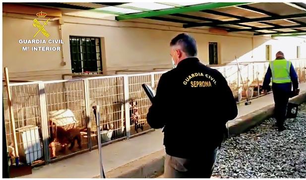 El maltrato animal en Granada se dispara con un 40% más de delitos en apenas un año