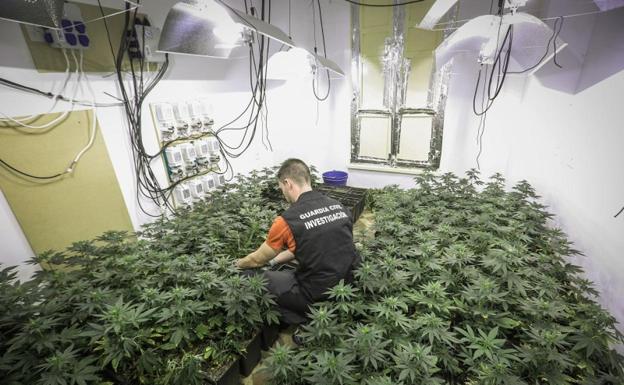 Caen cuatro centros caseros de producción de marihuana con 11 detenidos en la provincia de Granada