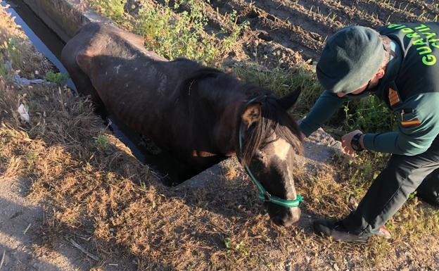 Complicado rescate de un caballo caído en una estrecha acequia cerca de Santa Fe