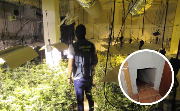 Descubren un zulo tras el frigorífico de su casa en Íllora donde cultivaba 1.000 plantas de maría