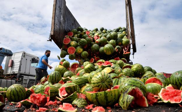 Desesperación en el campo ante la falta de precio para melones y sandías almerienses