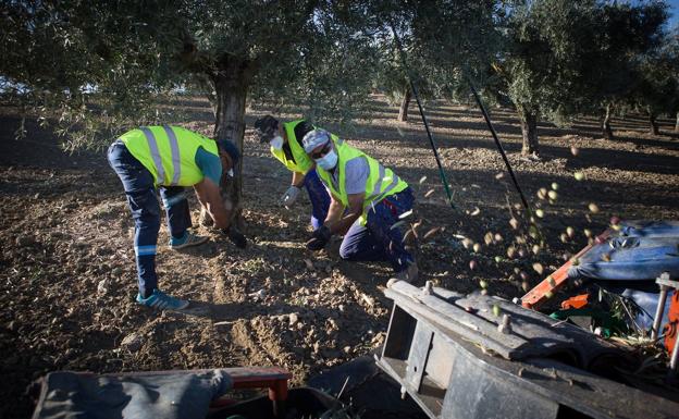 Estos son los municipios jienenses que más aceite de oliva producen