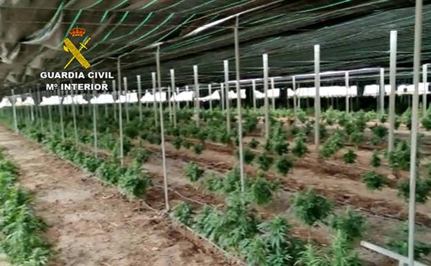 Intervenidas 62.000 plantas de marihuana en una plantación de gigantescas dimensiones en Almería