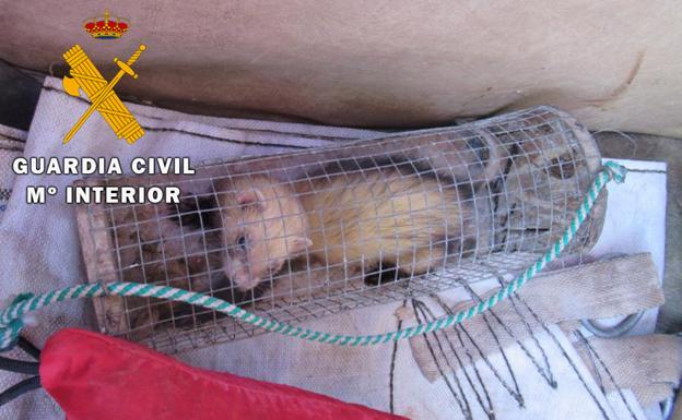 Arrestados por caza ilegal de conejos en Martos con hurones y redes