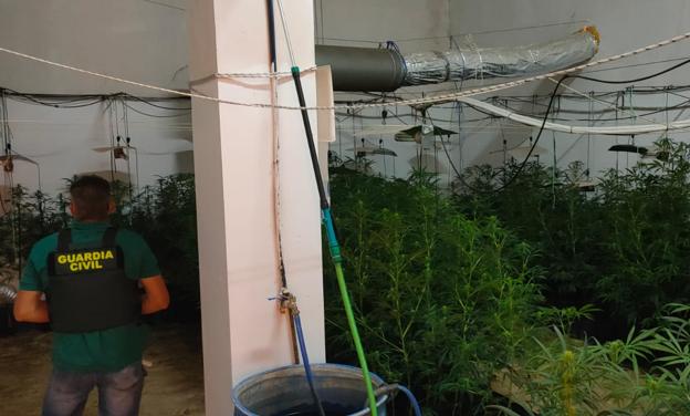 Descubren un chalet lleno de marihuana en Las Gabias y hallan a un perro guardián famélico