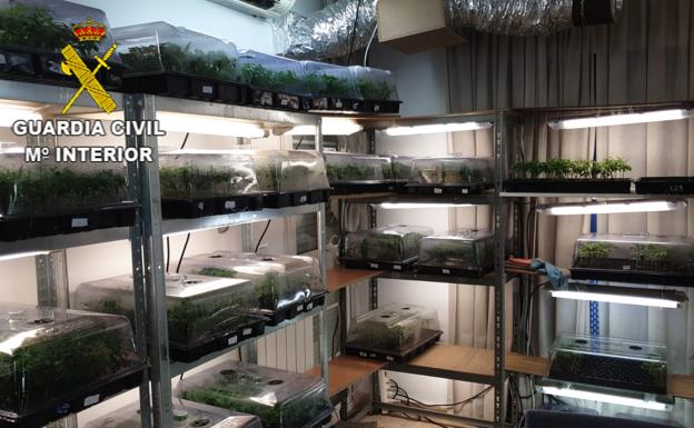 Operación Green Sahun: desarticulan el mayor centro de producción de marihuana de Granada