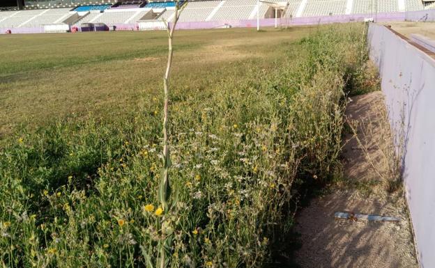 El césped de La Victoria ofrece muestras de claro abandono