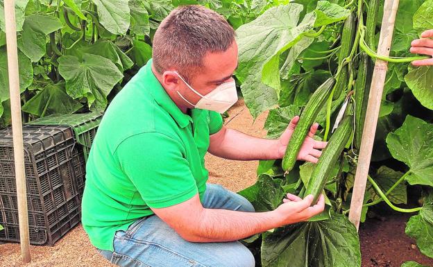 El valor de la exportación de hortícolas crece casi un 5% en la campaña otoño-invierno