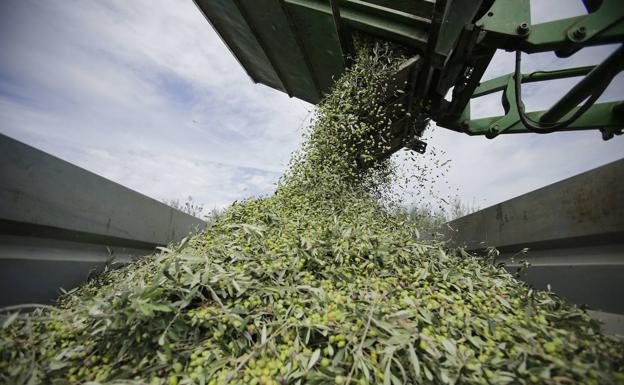 EEUU prolonga cinco años la suspensión de los aranceles al aceite de oliva y la aceituna de mesa