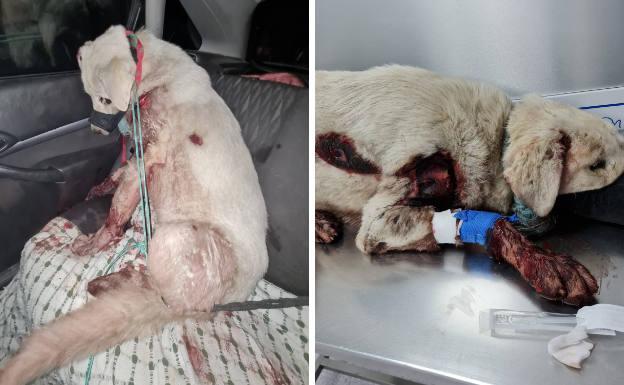 Arrastran por la carretera a una perra atada a un vehículo en Granada: la Guardia Civil lo investiga