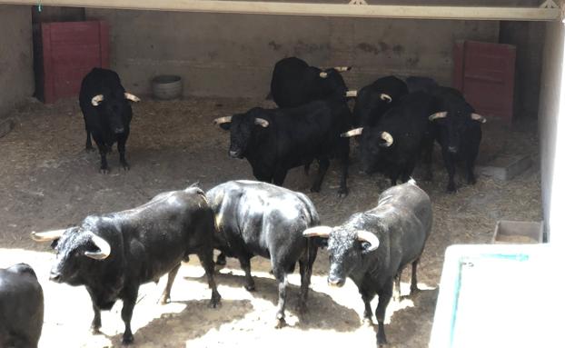 Desembarcan en Granada los toros de Fermín Bohórquez para la corrida de rejones