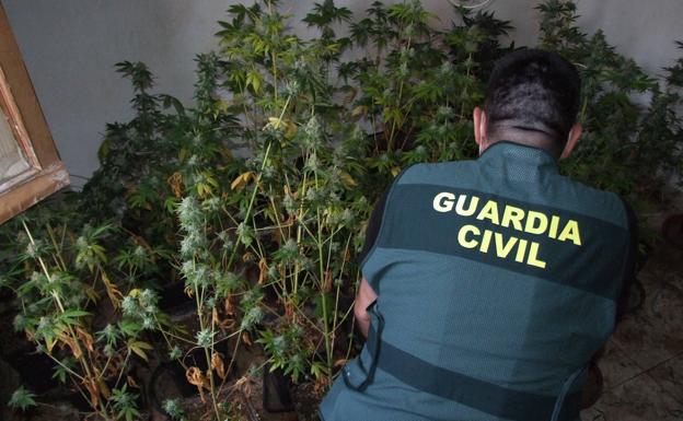 Dos detenidos en Alcaudete al desmantelar una plantación de marihuana en una vivienda