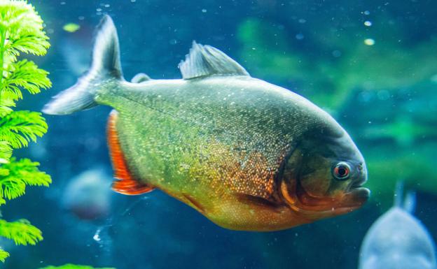 Cómo montar bien un acuario en casa