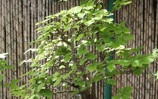 Así se cuida un bonsai para mantenerlo día a día
