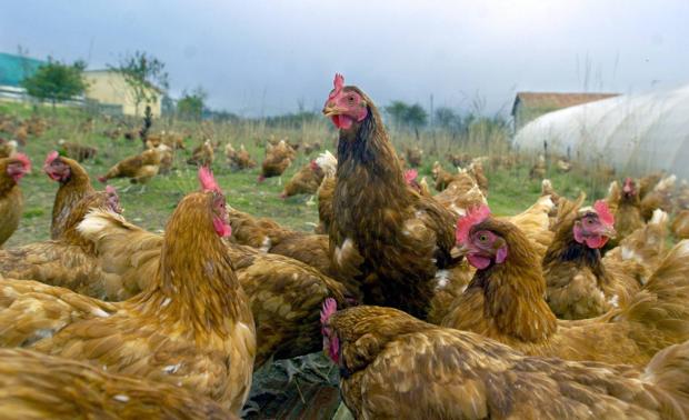 Cómo cuidar gallinas ponedoras de huevos