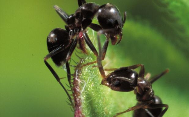 Cómo cuidara una colonia de hormigas