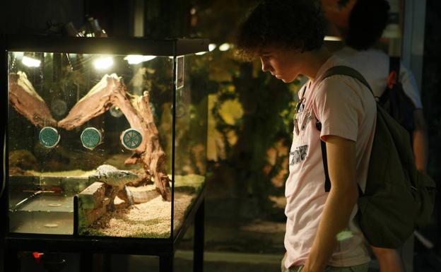 Consejos para montar bien un terrario en casa