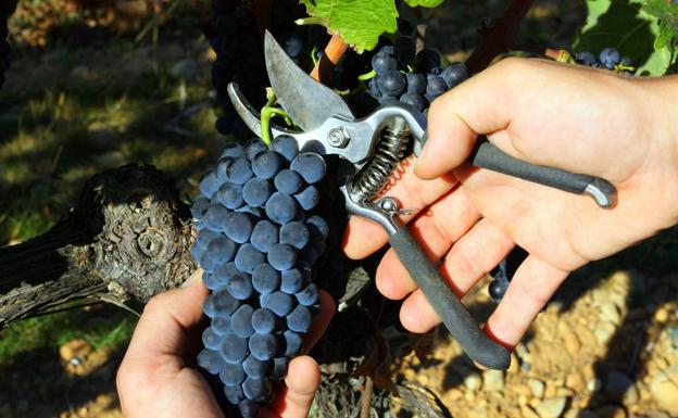 Cómo hacer vino en casa