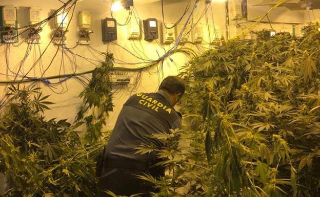 Las quejas de vecinos de Iznalloz y Guadix permiten descubrir dos invernaderos caseros de marihuana