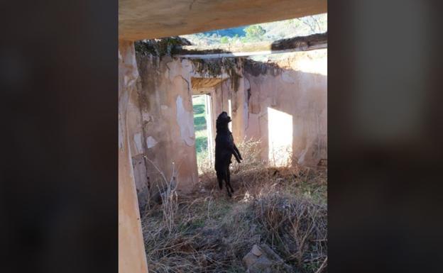 Reabierto el caso del perro que fue ahorcado en un cortijo de Jódar