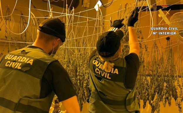 Intervenidas 1700 plantas en una macrooperación contra los cultivos de marihuana en Almería