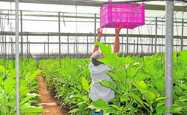 Agricultura estudia aplicar ayudas directas de la PAC a frutas y hortalizas