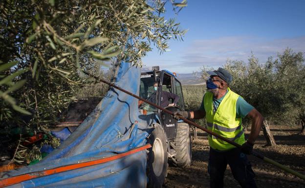 El campo andaluz «vigilará al detalle» la redacción final del acuerdo de la nueva PAC