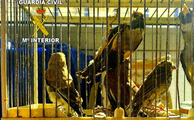 Investigan a un hombre por cazar aves con métodos prohibidos en Villanueva del Arzobispo