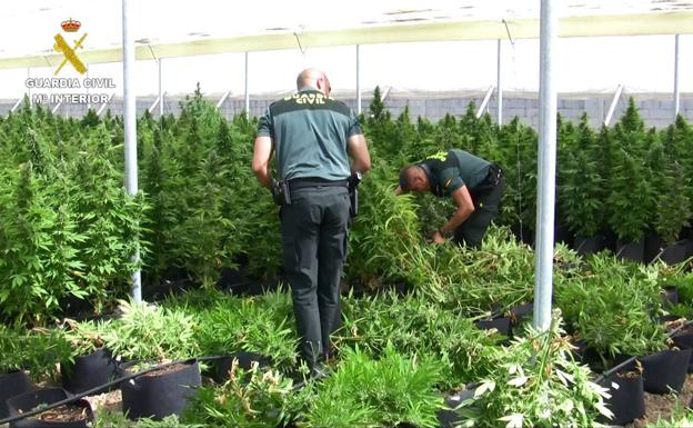 Incautan más de 72.000 plantas de cannabis entre abril y junio en Granada