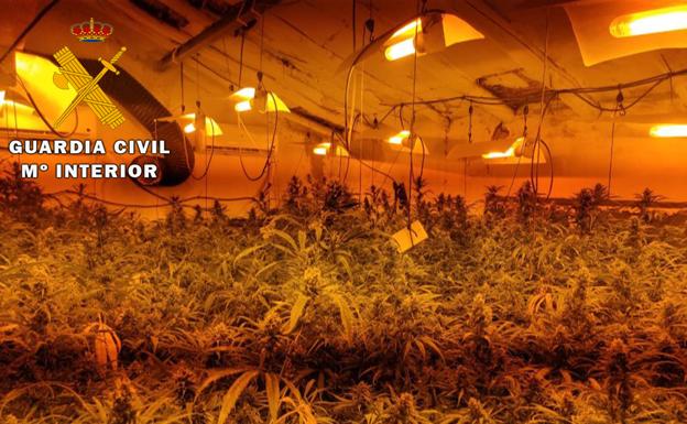 Cuatro detenidos y 800 plantas intervenidas en un golpe al tráfico de marihuana en Jaén