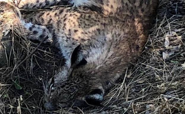 Queda descartada la intencionalidad en la muerte de cinco linces en las inmediaciones de Linares