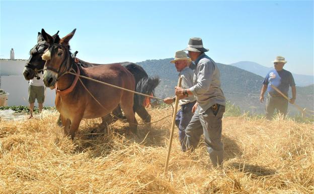 Pórtugos y Turón celebrarán la fiesta de la trilla con aforo controlado para luchar contra el coronavirus