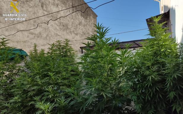 Pillados por la Guardia Civil en Tózar trasladando plantas de marihuana de tres metros de altura