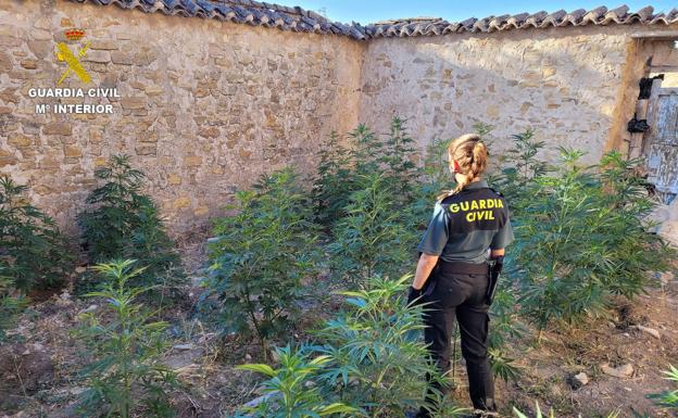 Pillados mientras regaban sus plantas de marihuana en un cortijo en ruinas en Guadahortuna