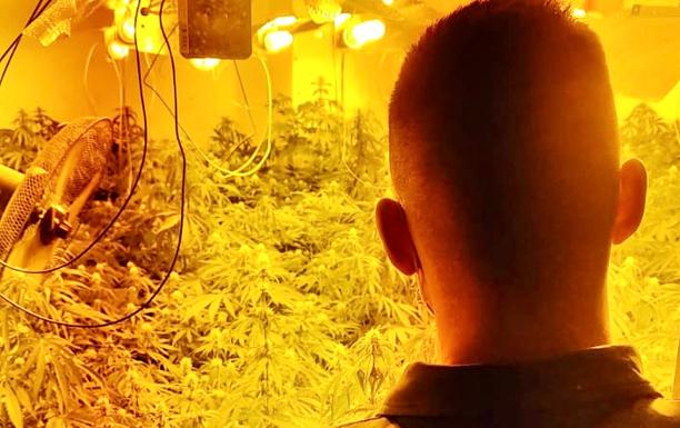 Caen cuatro invernaderos de marihuana con enganches ilegales que cortaban la luz en Iznalloz