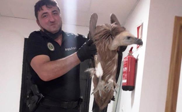 Un policía de Quesada rescata a un buitre leonado herido