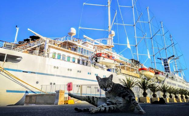 Almería recibe a Wind Surf, el primer crucero desde la declaración de la pandemia