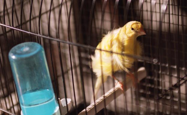 Tres años y siete meses de cárcel por entrar a robar una jaula y cuatro canarios en Granada