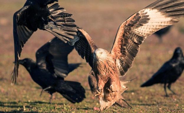 Cazorla será clave en la conservación del milano real