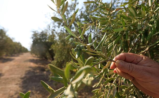 La falta de agua y el calor extremo arrugan ya aceitunas y hacen temer por una cosecha menor