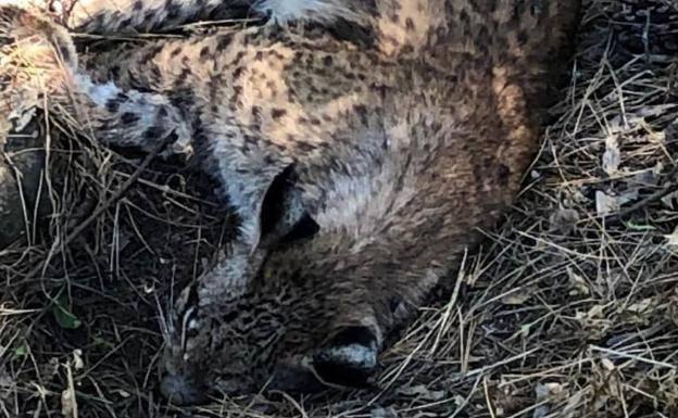 Investigan el atropello de dos crías de lince ibérico entre Linares y Vilches