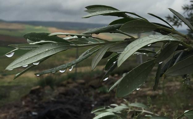 Las últimas tormentas, «muy positivas» para el olivar salvo daños muy puntuales