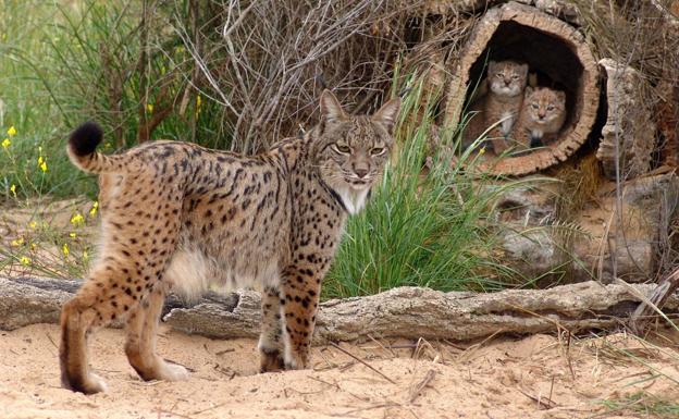El lince ibérico, 'solo' ante el peligro
