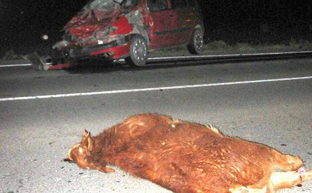 Las colisiones con perros suben y ya son 87 en las vías de Almería